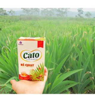 Cao Ho CATO Rẻ Quạt hộp 15 gói (Date t12.25)
