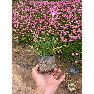 Cây hoa tóc tiên - cây huệ mưa Cao 15cm trang trí sân vườn hàng rào