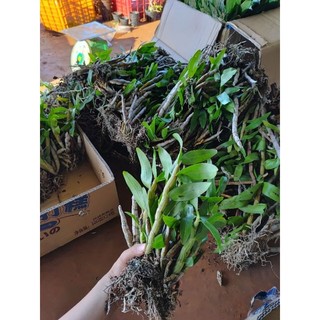 1 bó lan Báo Hỷ hoa tết (rừng gia lai)