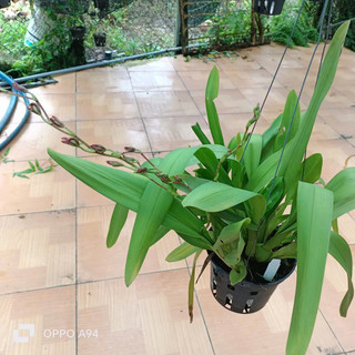 Hoa lan Vũ nữ cam lửa đang nụ đẹp