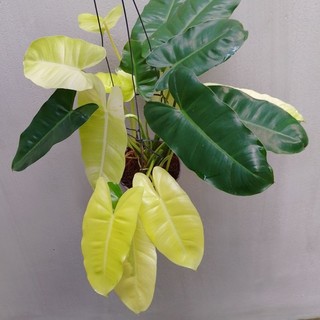 Trầu bà tỷ phú Philodendron Burle Marx Var sổ số