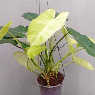 Trầu bà tỷ phú Philodendron Burle Marx Var sổ số