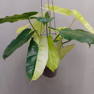 Trầu bà tỷ phú Philodendron Burle Marx Var sổ số