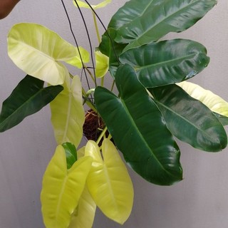 Trầu bà tỷ phú Philodendron Burle Marx Var sổ số