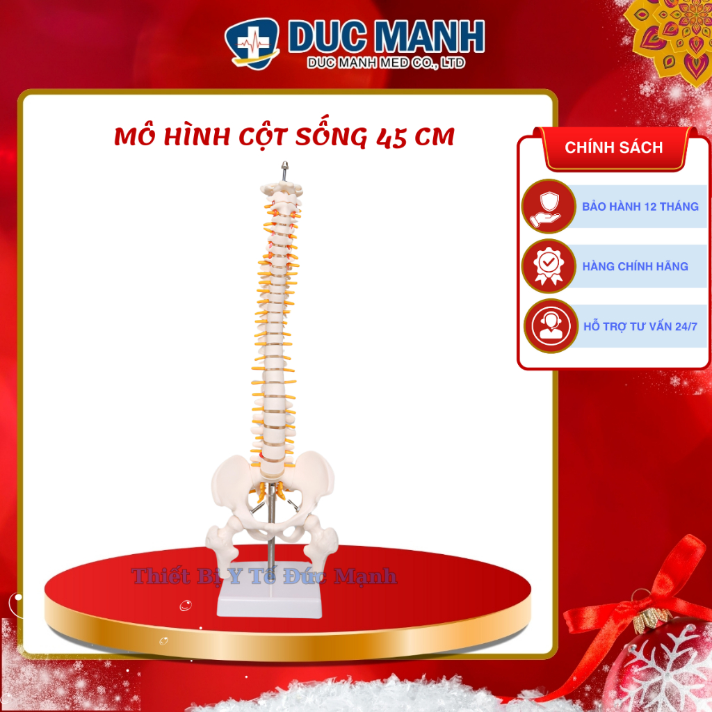 Mô hình cột sống 45 cm- Mô hình giải phẫu cột sống , mô hình kết hợp trưng bày, giảng dạy cột sống