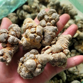 [CHÍNH HÃNG] Củ Tam Thất Bắc Hàng Chuẩn Lai Châu ( Giá Sốc )