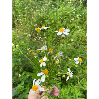 300 Hạt Giống Hoa Cúc Xuyến Chi