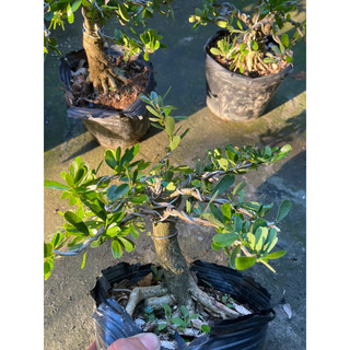 Linh Sam gốc to dạng phôi bonsai