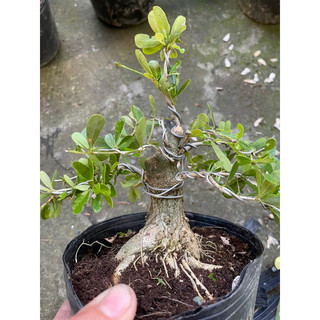 Linh Sam gốc to dạng phôi bonsai