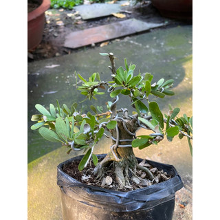 Linh Sam gốc to dạng phôi bonsai