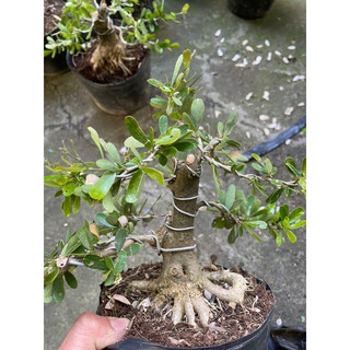 Linh Sam gốc to dạng phôi bonsai