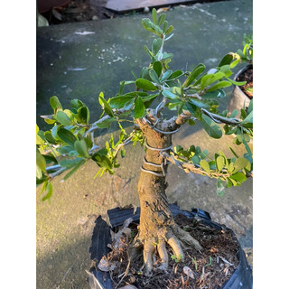 Linh Sam gốc to dạng phôi bonsai