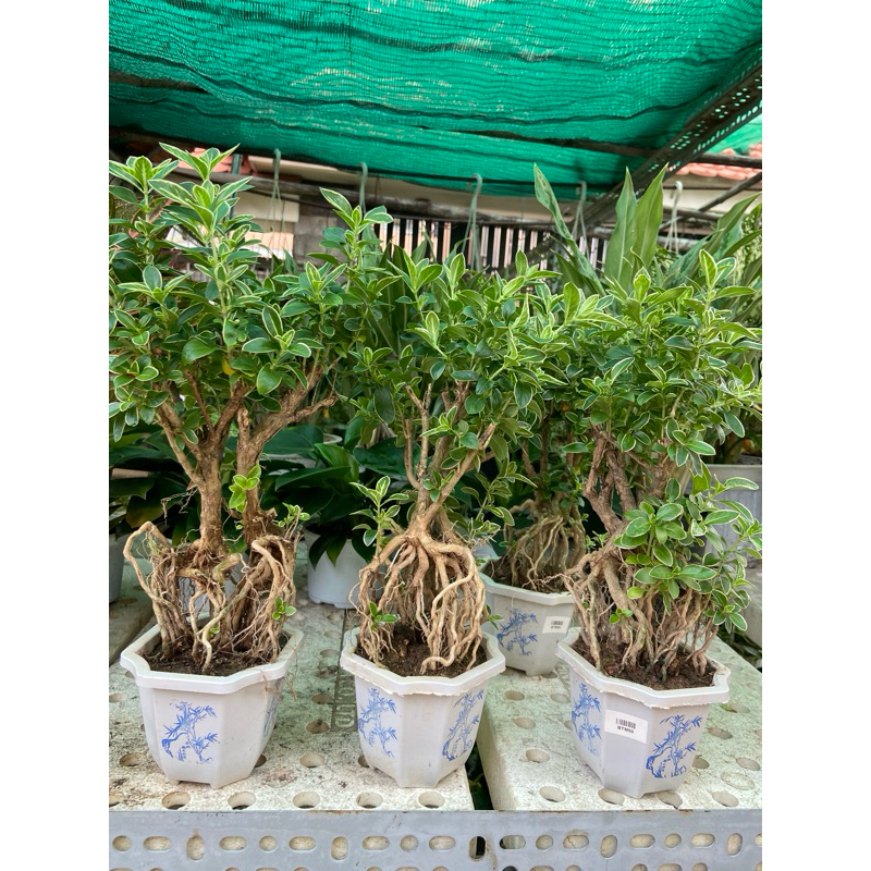 Cây bạch tuyết mai mini