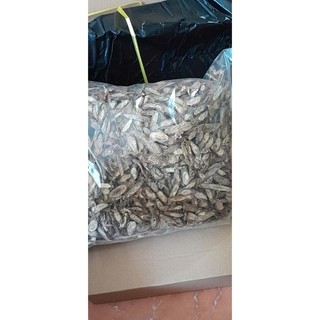 cây ký ninh phơi khô túi 1kg