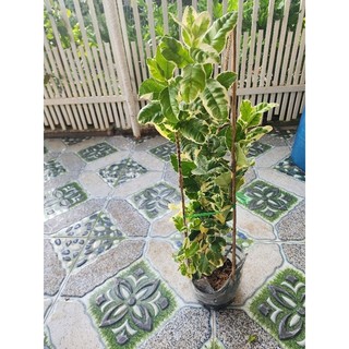 Cây Chanh cẩm thạch(tặng kèm phân bón)