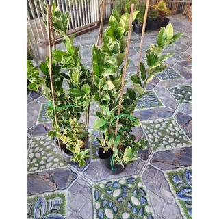 Cây Chanh cẩm thạch(tặng kèm phân bón)