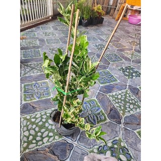Cây Chanh cẩm thạch(tặng kèm phân bón)