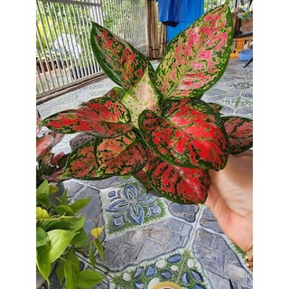 Cây Vạn Lộc (tặng kèm phân bón)