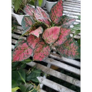Cây Vạn Lộc (tặng kèm phân bón)