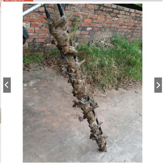 🐠 Com bo 2 nọ keo bẫy chim siêu dính 🐠