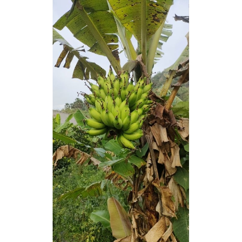 Củ chuối cao mẫn giá 2 củ 165k