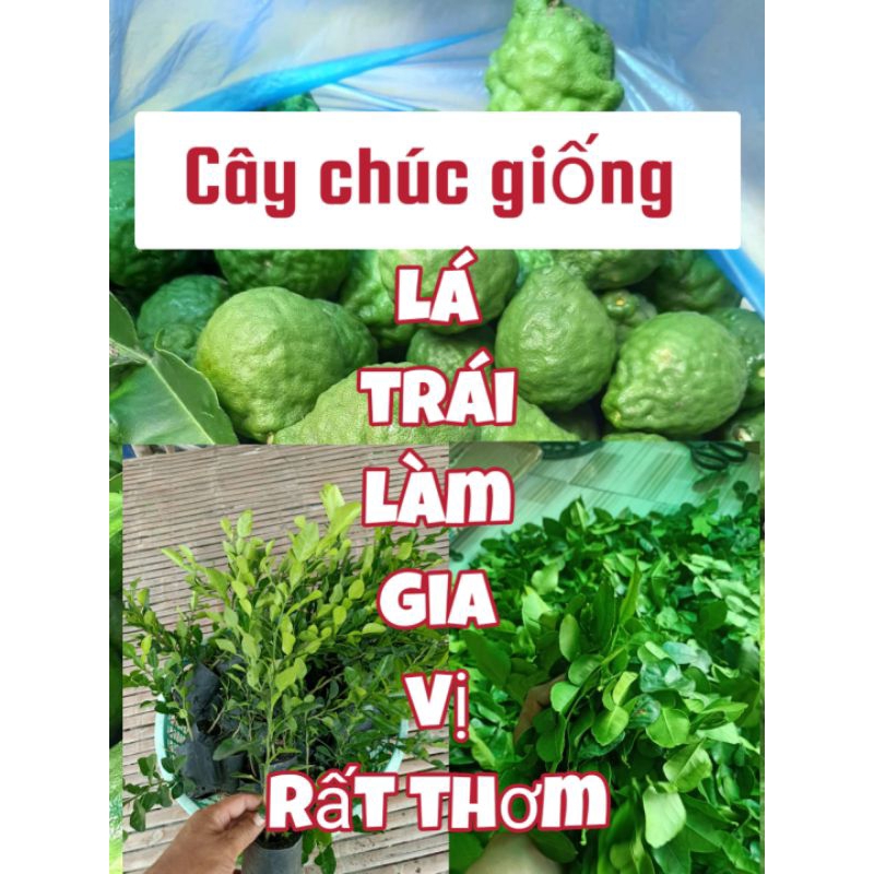 cây chúc giống , cây chúc ăn  lá