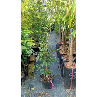 cây nho thân gỗ đỏ 12 vụ cây giống nho thân gỗ
