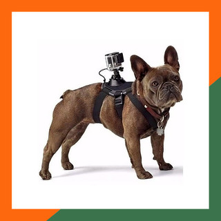 Dây đeo Gopro cho thú cưng