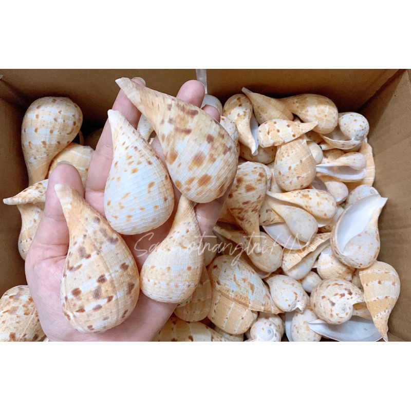 Vỏ ốc Muỗng - Vỏ ốc trang trí - Vỏ ốc đẹp