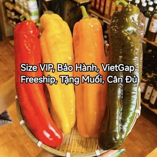 FREESHIP + BAO ĂN - Ớt Ngọt Trái Cây Palermo size VIP đủ màu - Giòn ngọt không cay, Tặng muối, Cân Đủ - Hana Farm