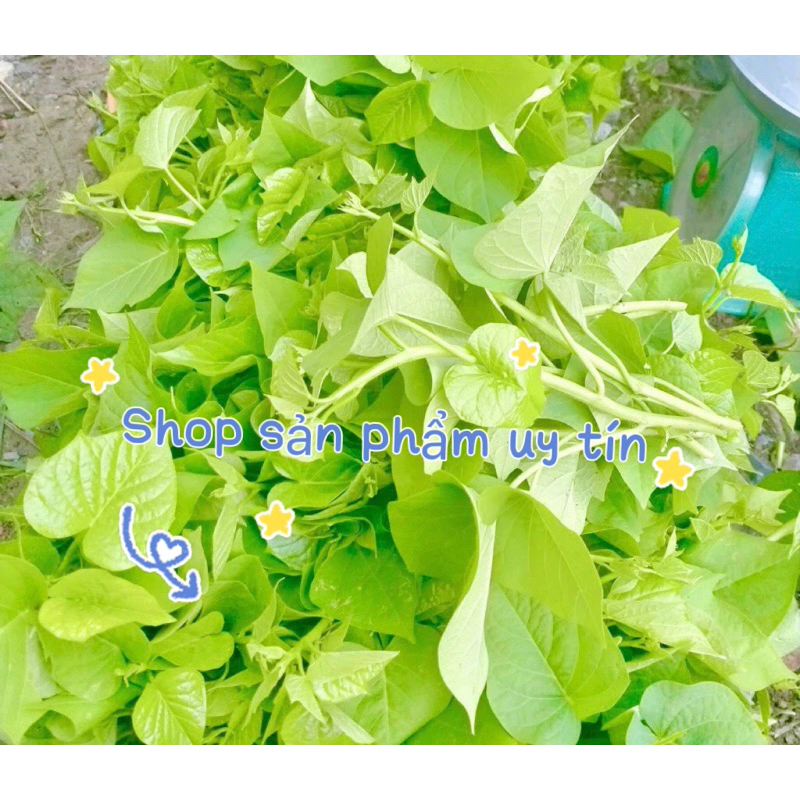 rau lang nhật siêu ngọn 30-40cm(40nhánh)