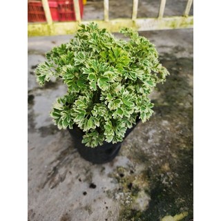 Cây đinh lăng thái( đinh lăng cẩm thạch ) tặng kèm phân bón
