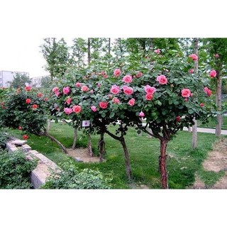 Starner - Chế phẩm Nhật Bản xử lý các bệnh nấm , khuẩn, vàng lá , đốm lá , thối nhũn cho cây