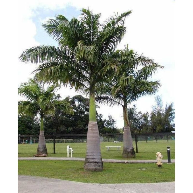 Cây 🌲 Cau Vừa 2m