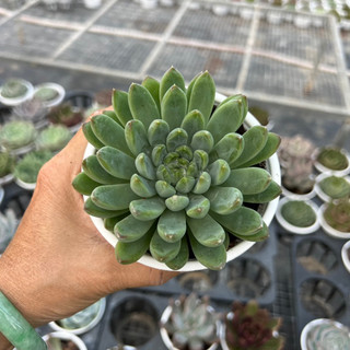 cây sen đá Vuốt Xanh size trung bình 6-8cm