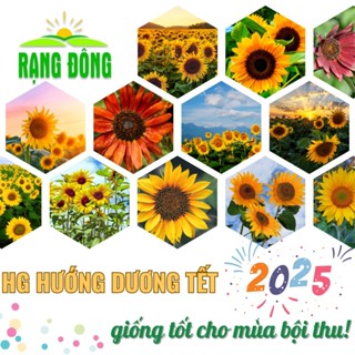 Hạt giống Hoa Hướng Dương TẾT 2025 nảy mầm tốt, thích hợp trồng chậu, sân vườn - Hạt giống Rạng Đông