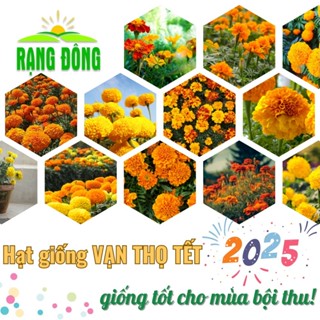 Hạt giống Hoa Vạn Thọ TẾT 2025 nhiều màu, nhiều loại, trồng chậu hoặc vườn quanh năm - Hạt giống Rạng Đông