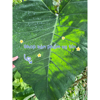 môn tím lá lớn (mua 5tặng 1)
