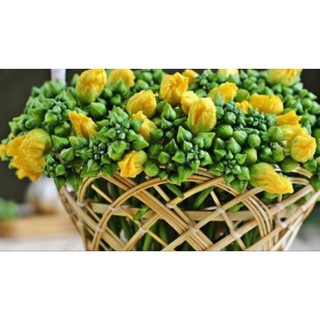 Nụ hoa mướp tươi xào nấu canh hàng mới mỗi ngày