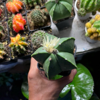 xương rồng astro