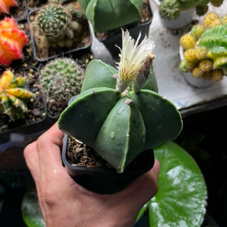 xương rồng astro