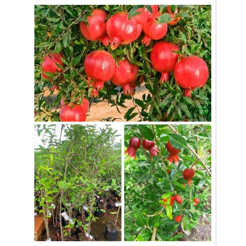 Chậu lựu giống ấn độ ( cây chiếc cành cao trên 50cm )