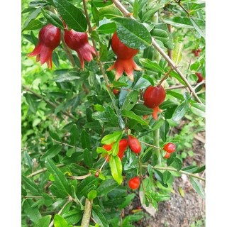 Chậu lựu giống ấn độ ( cây chiếc cành cao trên 50cm )