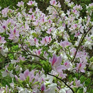 Cây giống Hoa Ban Tây Bắc - cây có đất bầu rễ ổn định