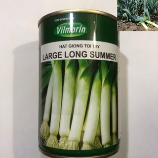 HẠT GIỐNG TỎI TÂY PHÁP LARGE LONG SUMMER (hộp 100gr)