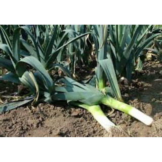 HẠT GIỐNG TỎI TÂY PHÁP LARGE LONG SUMMER (hộp 100gr)