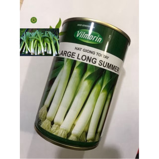 HẠT GIỐNG TỎI TÂY PHÁP LARGE LONG SUMMER (hộp 100gr)