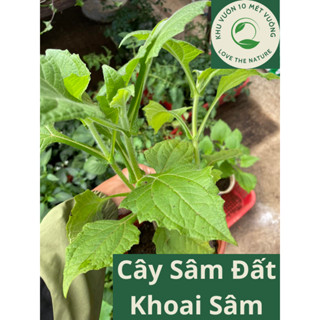 Cây Sâm Đất - Khoai Sâm Đất - Yacon - Hoàng Sin Cô - cho củ giống mùi nhân sâm, vị ngọt mát