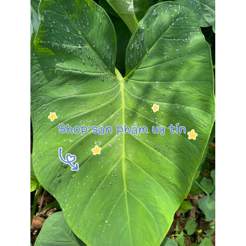môn xanh lá vân và trơn (gốc,củ giống)