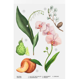 Nước hoa Zara Orchid (mẫu mới)